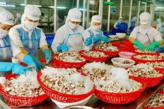 越南11月的海產(chǎn)品出口強(qiáng)勁反彈，同比增長23%！